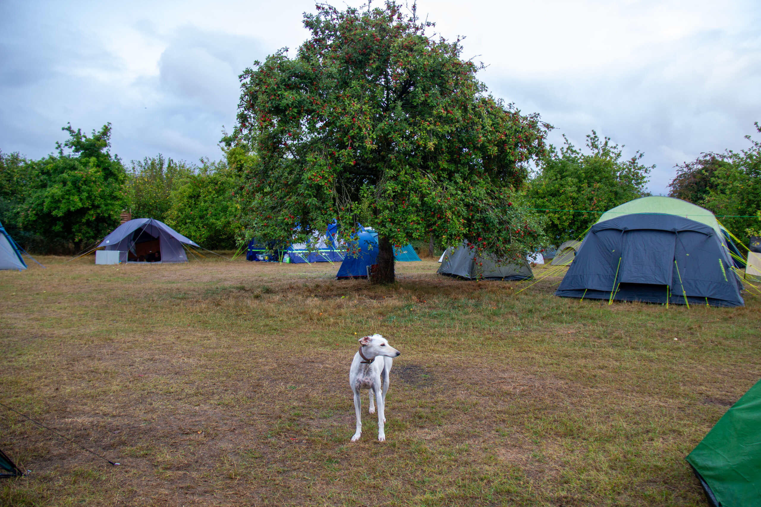 Ross Cider Festival 2025-045-2