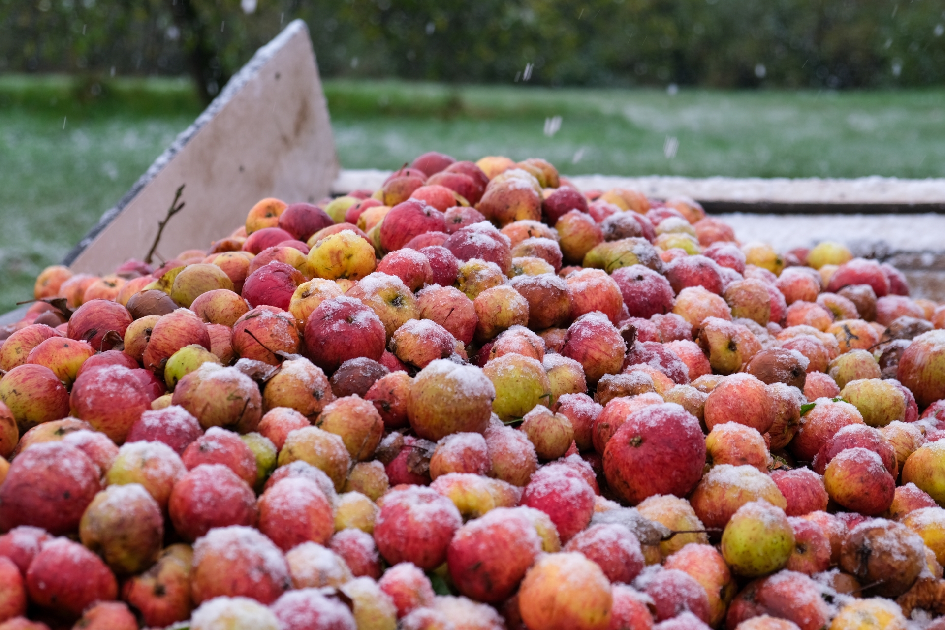dabinett frozen apples